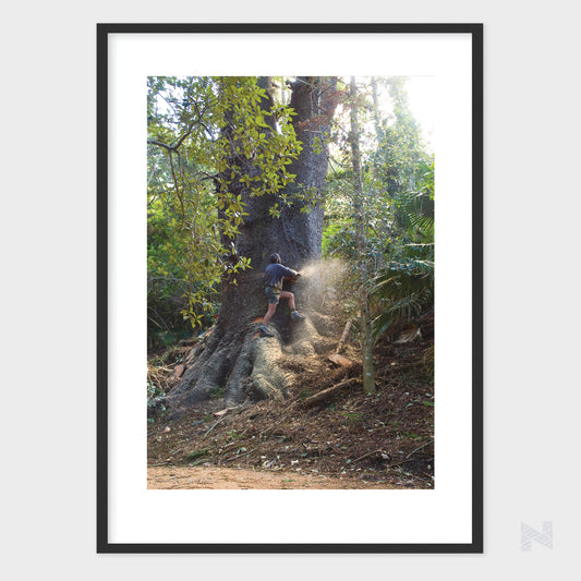 Felling a Norfolk Pine Tree (Open Edition)