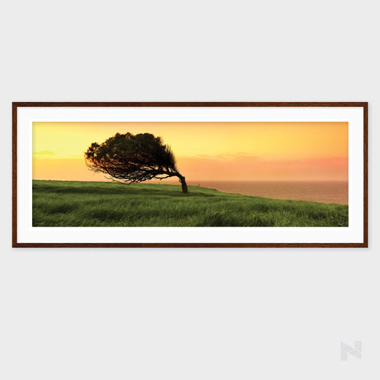 Windswept (Limited Edition Print)