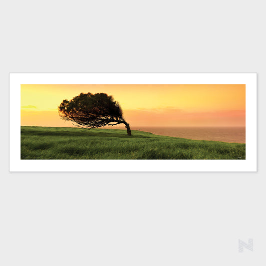 Windswept (Limited Edition Print)